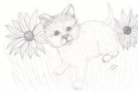 Daisy kitty